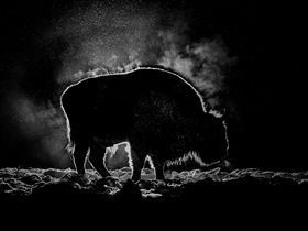 Ночной гость