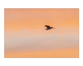 Одинокая цапля летела