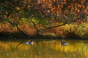 Краски осени