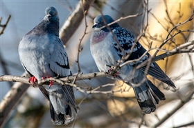 Два товарища