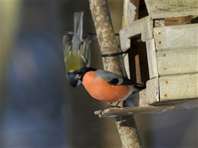 У кормушки.