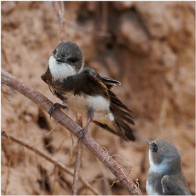 Ах! я еще не готова!