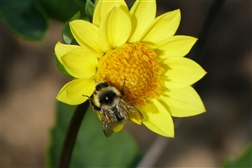 Волшебные крылышки