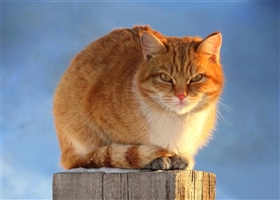 Рыжик мартовский