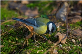 Весенний сюрприз для синички.