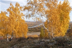 Золотая пора