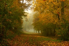 Осень,ноябрь