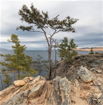 Природный бонсай