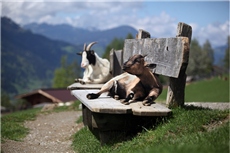 Козий relax