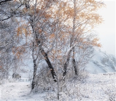 Хрупкость первого снега