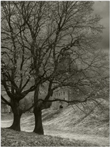 Новгородский традиционный вид.