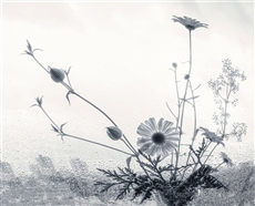 На подоконнике.