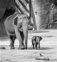 Слоненок и сорока