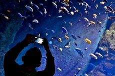 В океанариуме