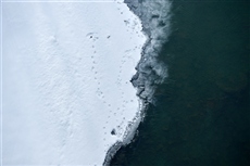 Утиные истории