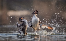 Брызги эмоций