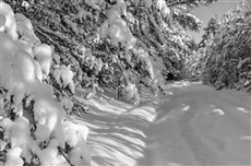 Шелест пушистого снега