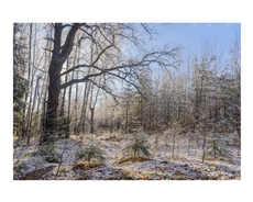 Первый снег