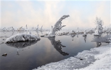 Зимние жители на прогулке