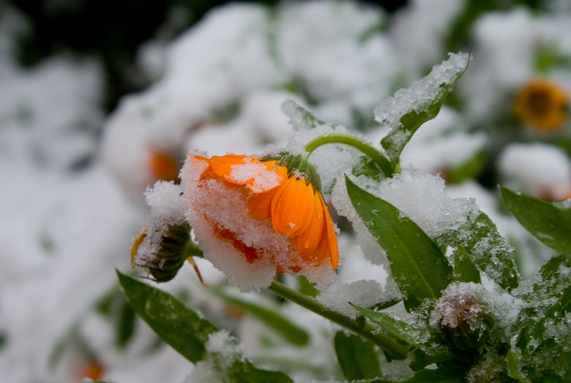 Цветков сугробов. Зимние цветы. Цветы в снегу. Цветы под снегом. Цветы зимой.