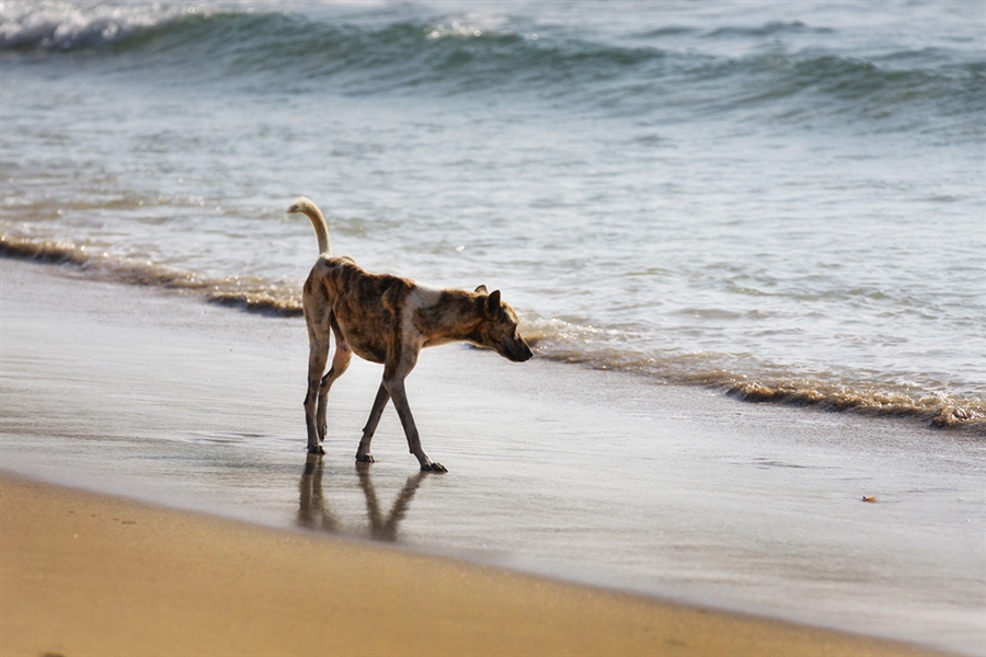 Пегий пес бегущий краем моря