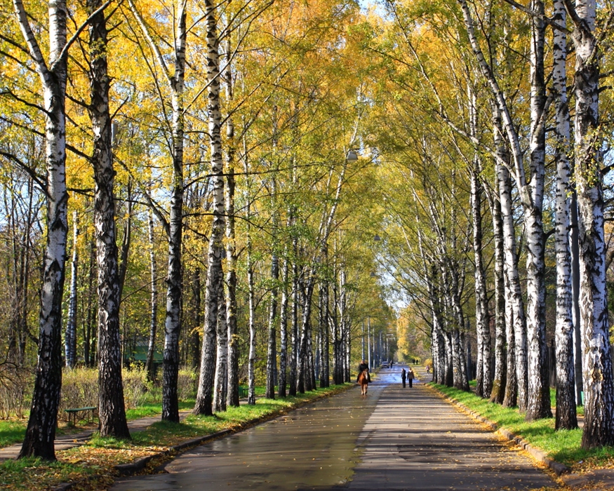 Березовая роща москва