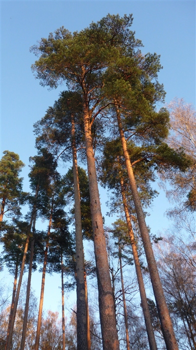 Корабельные сосны лес