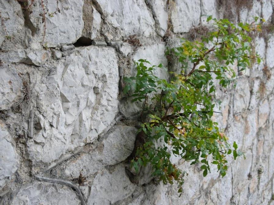 Трещин цветок. Кустарники на скалах. Дерево сквозь камень. Растения растущие на скалах. Дерево растет из скалы.