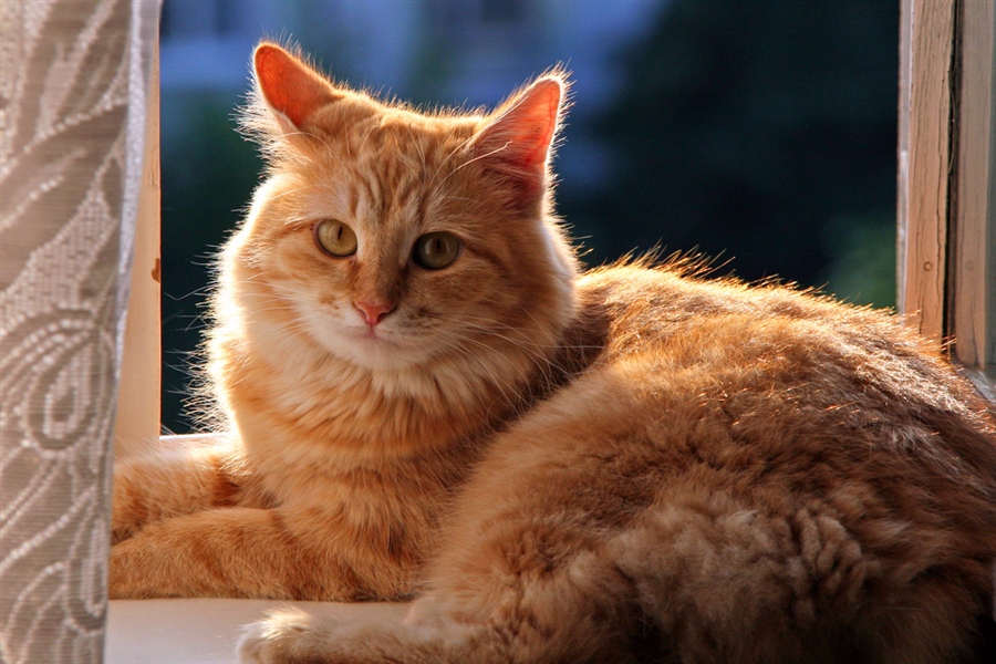 Кошечка мурка. Рыжая кошка Мурка. Картинка кошка Мурка. Фотографии Мурки.