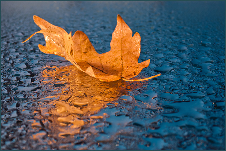 Падающие листья в воду. Листья на воде. Листья плывут по воде. Листья плывут по реке. Осенний лист плывет.