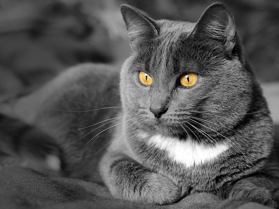 Почему видео серое. Бело серая кошка. Черно серый кот. Черно бело серый кот. Черно серая кошка.