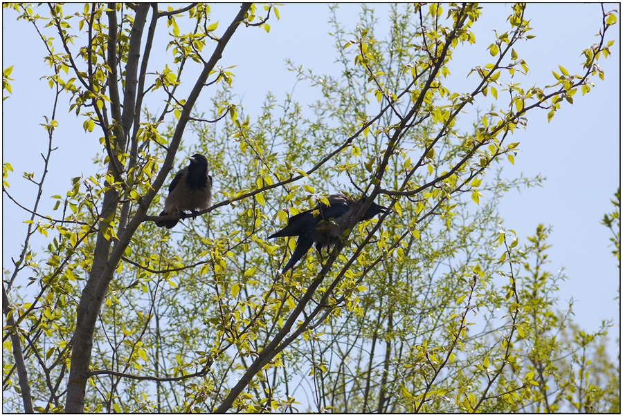Сколько птиц сидит на дереве. Весенняя ворона. Ворона весной.