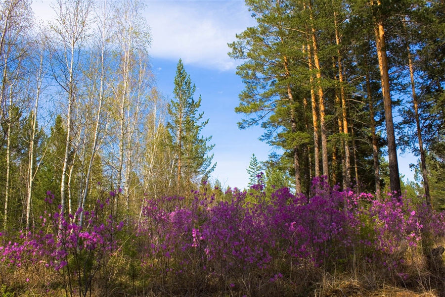 Жизнь леса фото