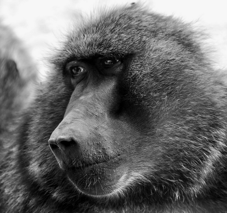 Бабуин ледовских фото