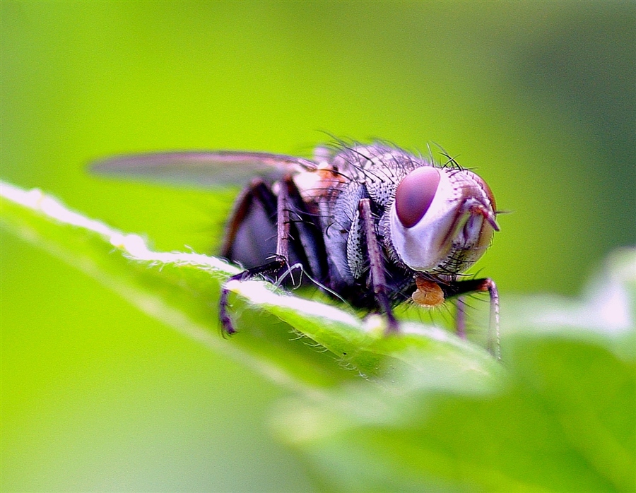 Земляная муха