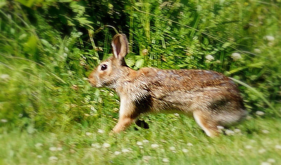 Зайцы бегали в лесу. Заяц бежит. Заяц убегает в лес. Заяц в лес бежал. Стройный заяц.