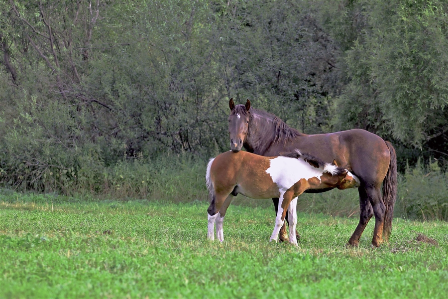 Чем самка домашней лошади выкармливает своих жеребят. Жеребята сосуны. Лошадь и жеребенок молоком. Жеребенок с мамой. Лошадь кормит жеребенка молоком.