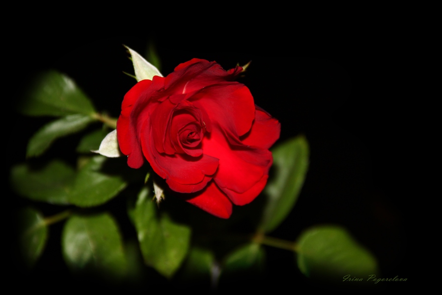 Вторая жизнь розам. Из жизни розы Аккучуковой.
