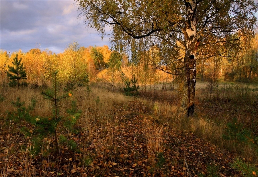 Осень средняя полоса