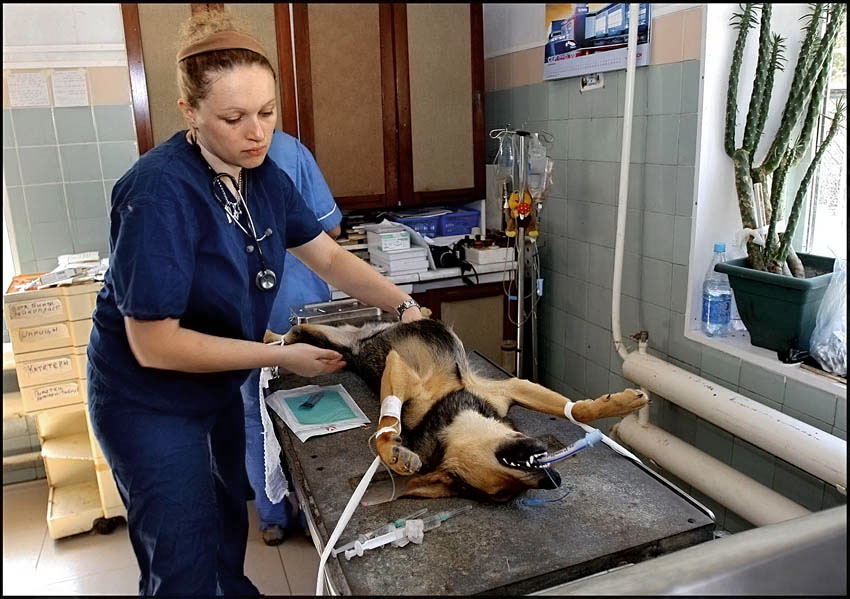 Собака перед операцией. Фиксация собаки перед операцией. Смерть зафиксировано у собаки.