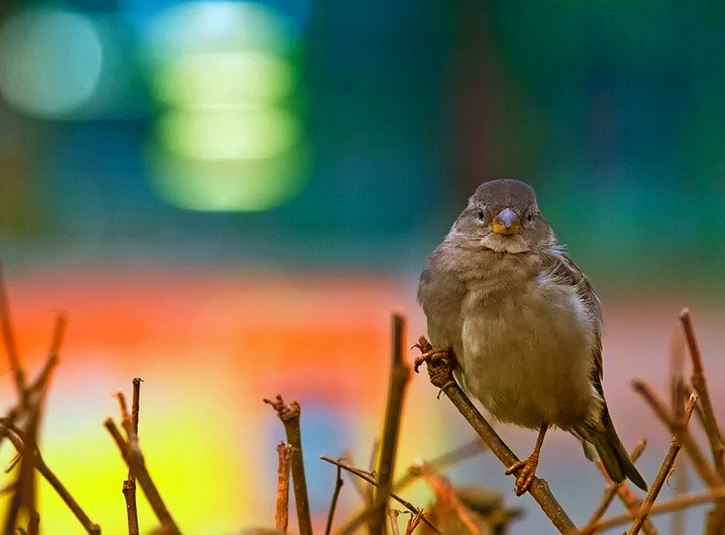 Ночная жизнь птиц. Птичкам от Сергея. Стесин а. "птицы жизни". Кубрак фотограф.