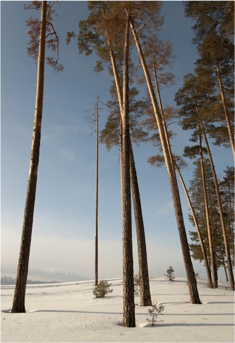 Корабельная сосна фото