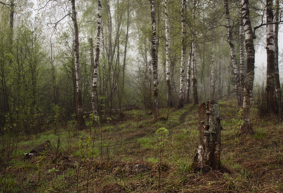 В потемневшей роще. Дубовый лес весной. Темнеющий лес темнеющая роща. Лес чернеет. Чернеет лес Маршак.