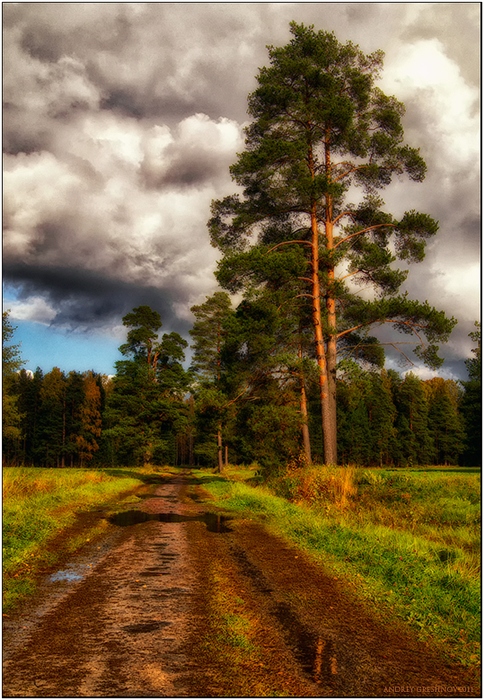 Корабельные сосны лес