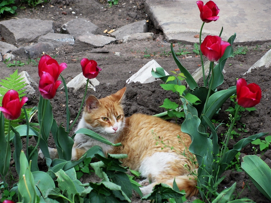 Мартовский кот ховрино. Мартовские котики. Кот март. Мартовский кот.