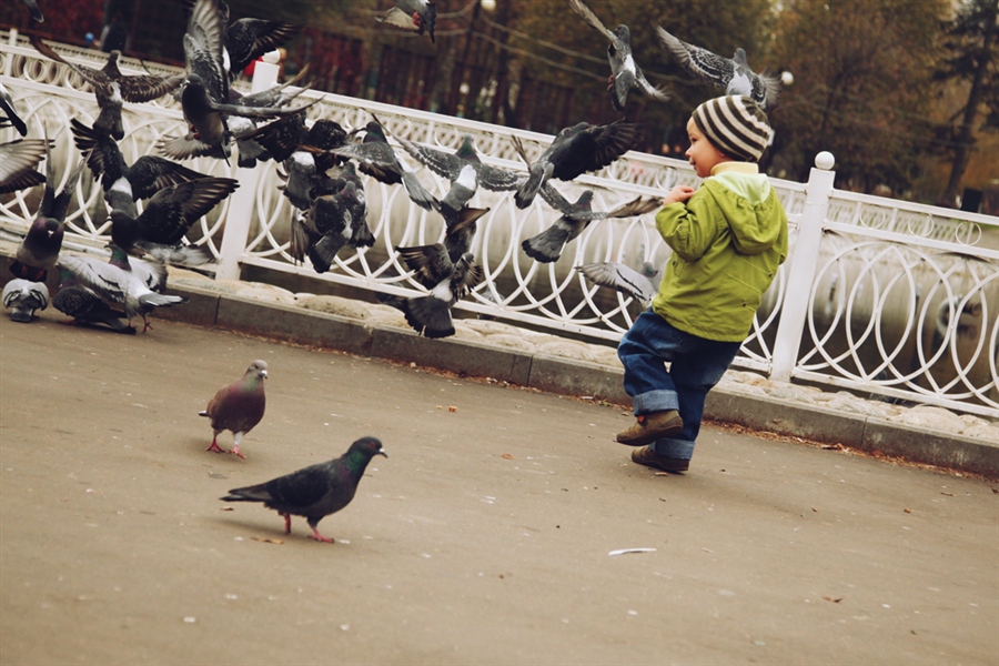 Ребенок гоняет. Голуби в парке. Парк с голубями. Голубей гонять. Фотосессия с голубями на улице.