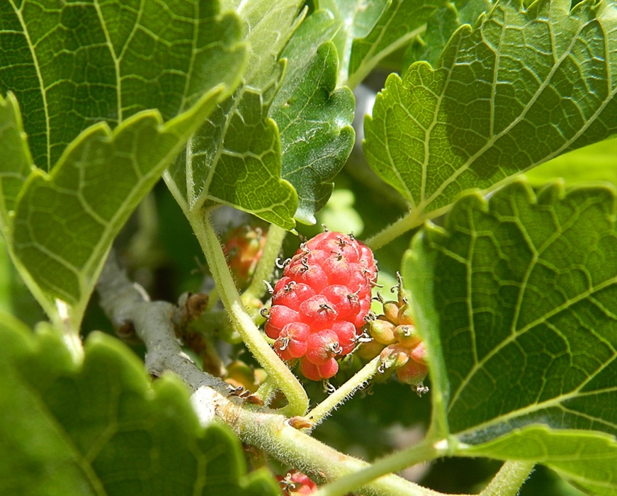 Шелковник. Шелковник Кауфмана. Шелковник ягода. Шелковник жестколистный. Шелковник фото.