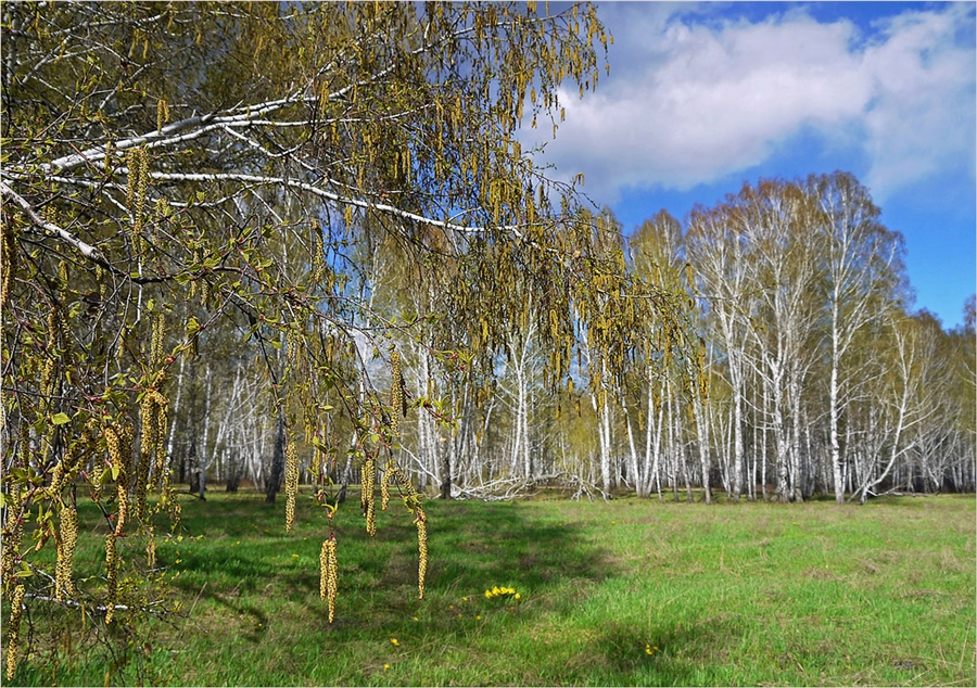 Майские березы фото