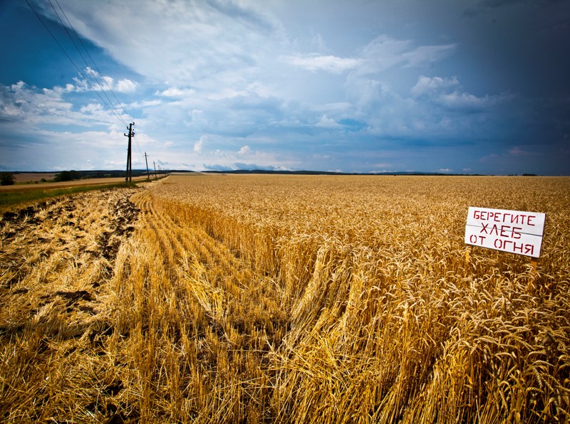Работа пшеничное. Хлебные поля Краснодарского края. Поле урожай. В поле. Хлеб в поле.