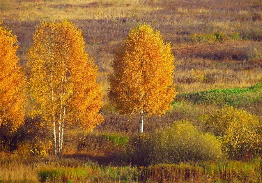 Дивная осень. В осени первоначальной. Осень в осени первоначальной. Есть в осени первоначальной картина. Место в осени первоначальной.